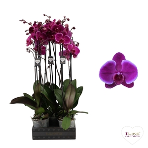 Phalaenopsis Starsailor - 2 tak 70cm