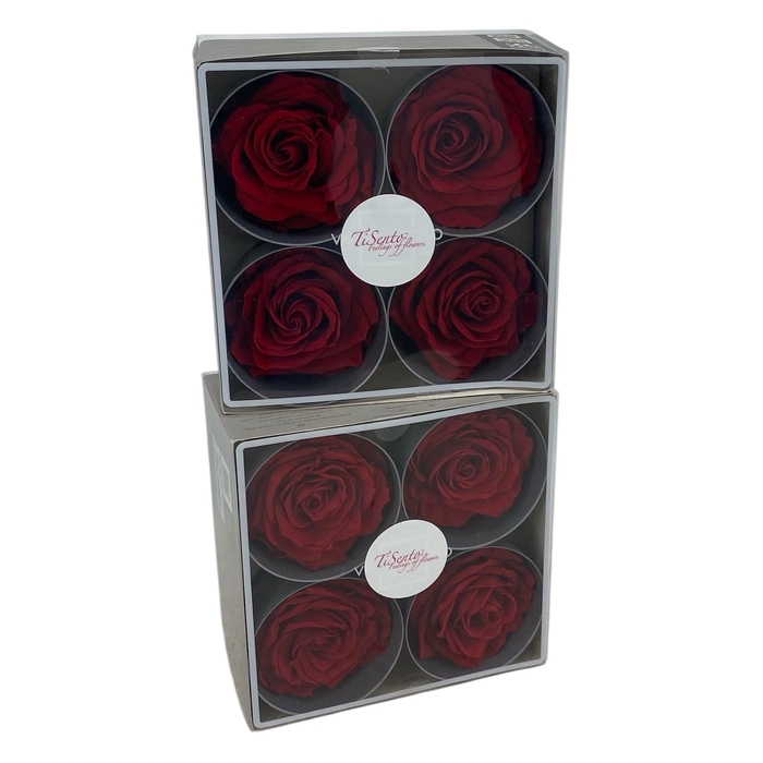 <h4>ARR ROSA POT H%</h4>