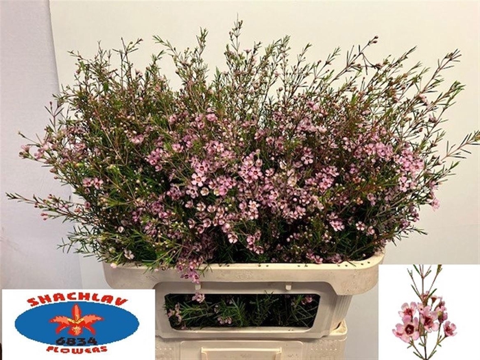 <h4>CHAME UN EARLY NIR</h4>