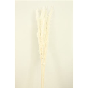 Dried Cortaderia Dadang 120cm Bleached Stem