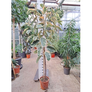 Ficus Tineke