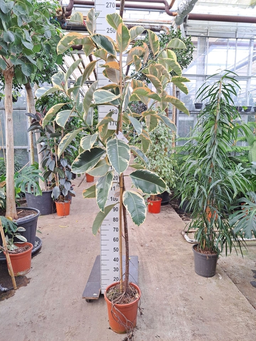 <h4>Ficus Tineke</h4>