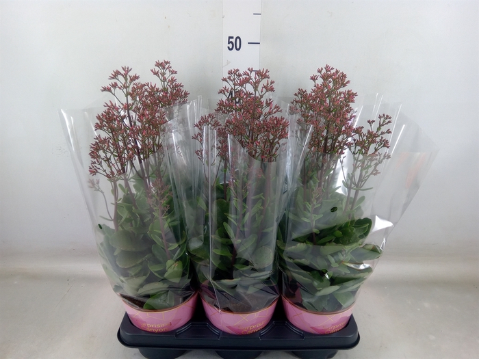 <h4>Kalanchoe  'WildFlow Surp Canyon'</h4>