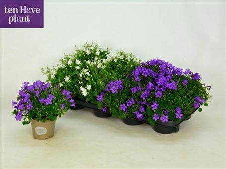 <h4>Campanula Porto Mix</h4>