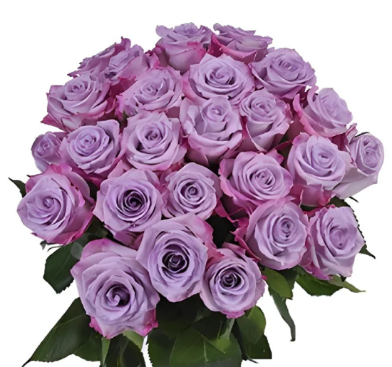 <h4>Rosa Ec Purple Haze</h4>