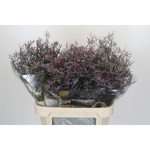 Limonium Safora Lilac