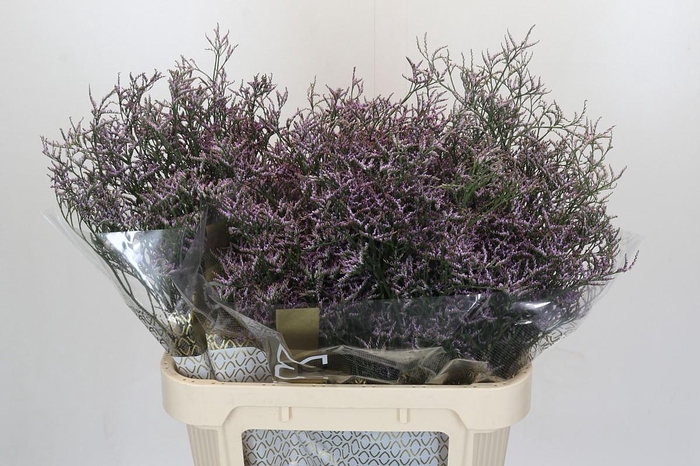 Limonium Safora Lilac