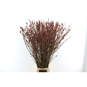 Salix Melanostachys P Stem