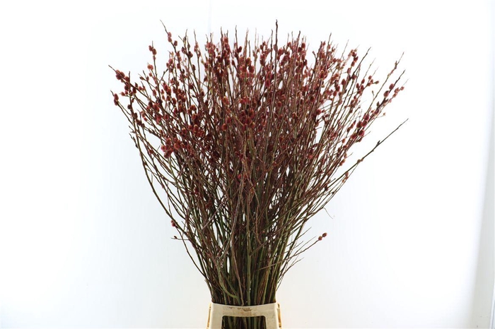 <h4>Salix Melanostachys P Stem</h4>