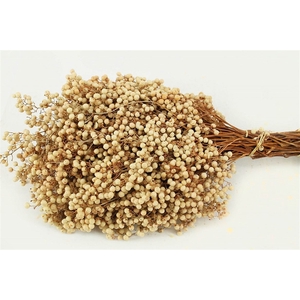 Schinus M Pt White Bleached Bunch