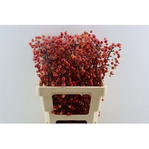 Malus Adirondack