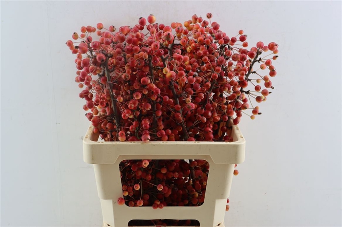 <h4>Malus Adirondack</h4>