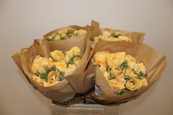 <h4>Anem Marianne Powder Abricot</h4>