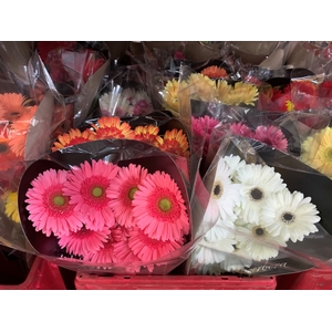 Gerbera Mix