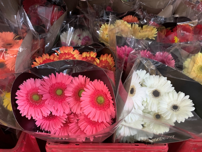 <h4>Gerbera Mix</h4>