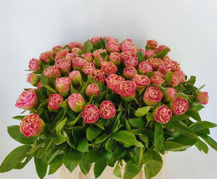 <h4>Paeo L Carnation Bouquet</h4>