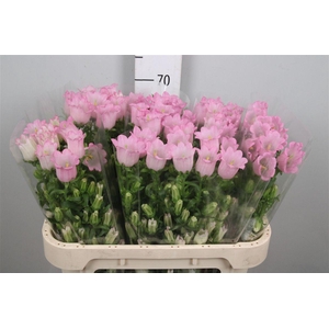 Camp M Champion Pink