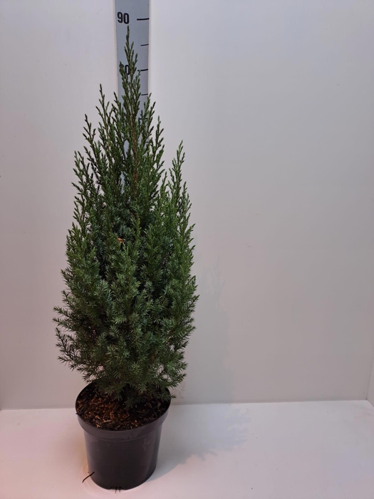 <h4>JUNI CH STRICTA</h4>