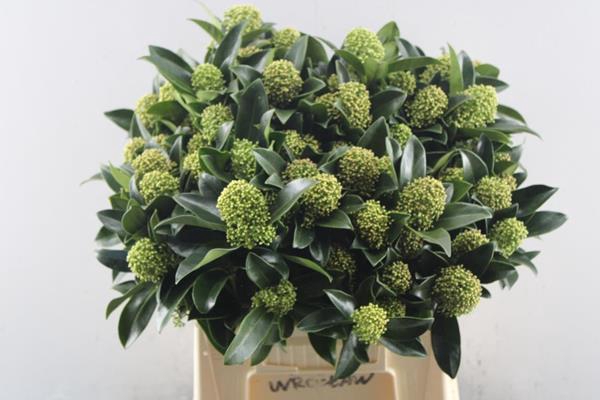 <h4>Skimmia White Globe Bs (45cm)</h4>