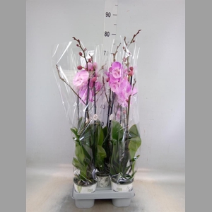 Phalaenopsis   ...mix