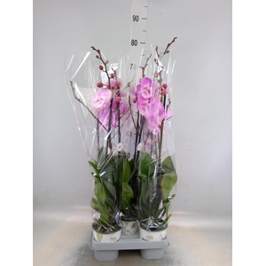 Phalaenopsis   ...mix