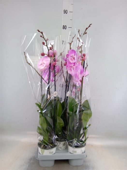 <h4>Phalaenopsis   ...mix</h4>
