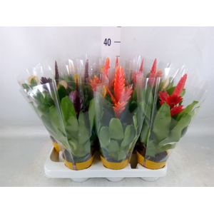 Vriesea   ...mix
