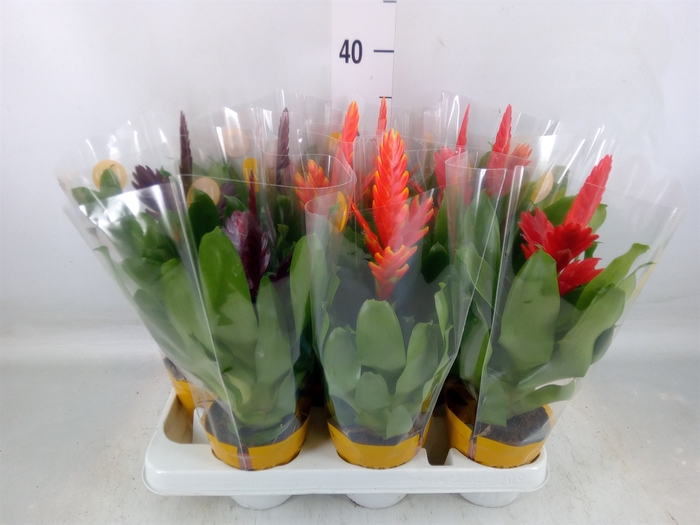 <h4>Vriesea   ...mix</h4>