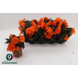 BEGO P GRACE ORANGE