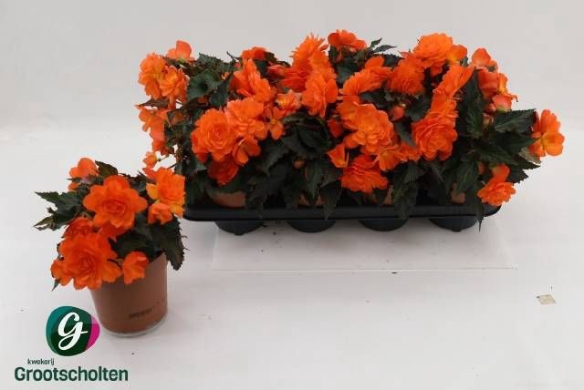 <h4>BEGO P GRACE ORANGE</h4>