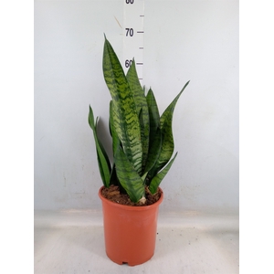 Sansevieria trifa. 'Hahnii'