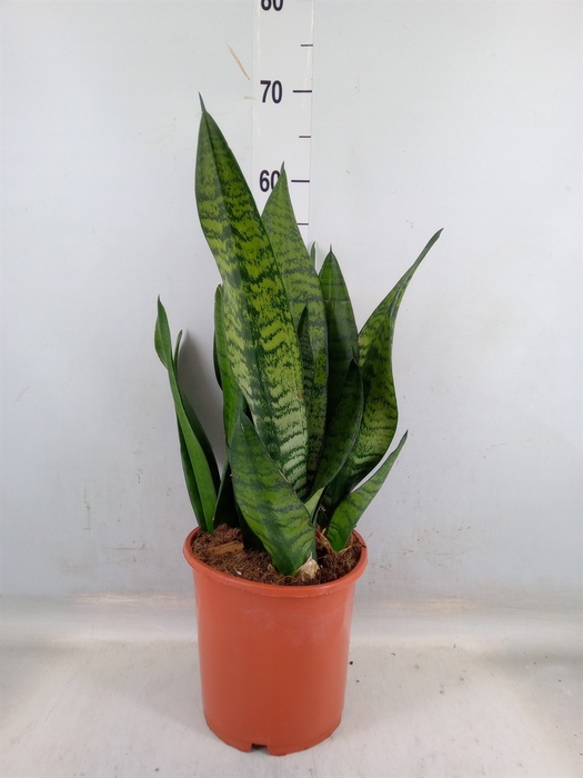 <h4>Sansevieria trifa. 'Hahnii'</h4>