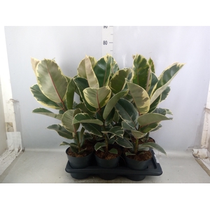 Ficus elastica 'Tineke'