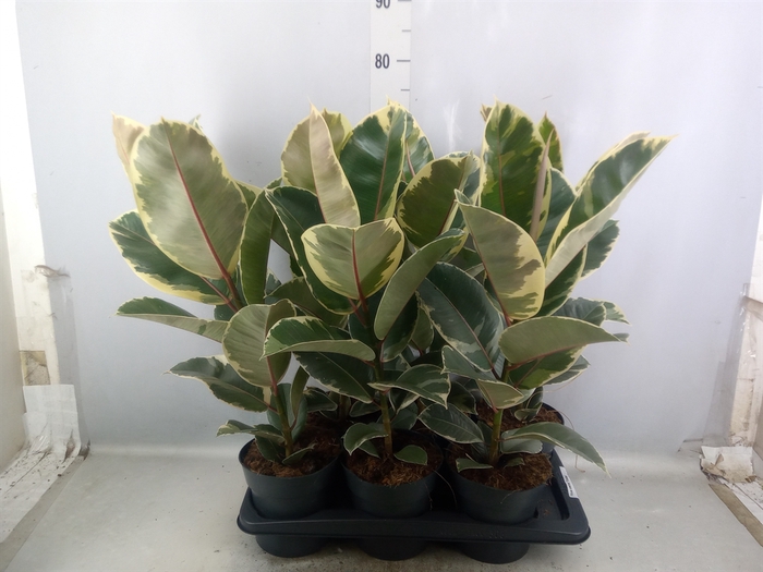 Ficus elastica 'Tineke'