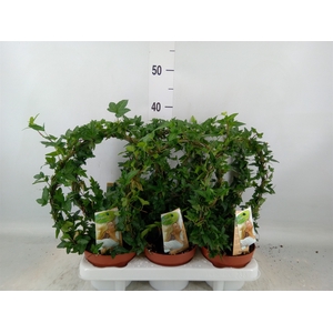 Hedera   ...green leafed