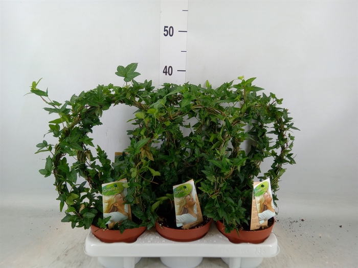 <h4>Hedera   ...green leafed</h4>