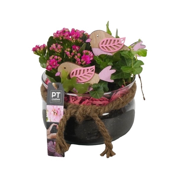 <h4>PTIG6861 Arrangement Indoor in glas schaal</h4>