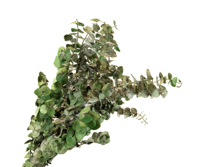<h4>Eucalyptus Preserved Green Baby Blue</h4>