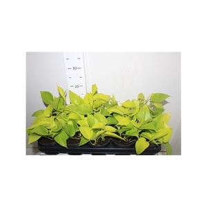 Epipr Golden Pothos