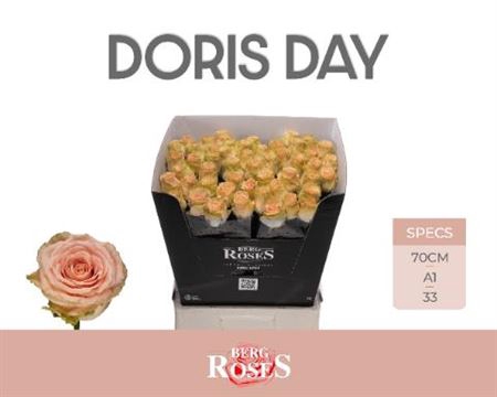 <h4>R Gr Doris Day</h4>