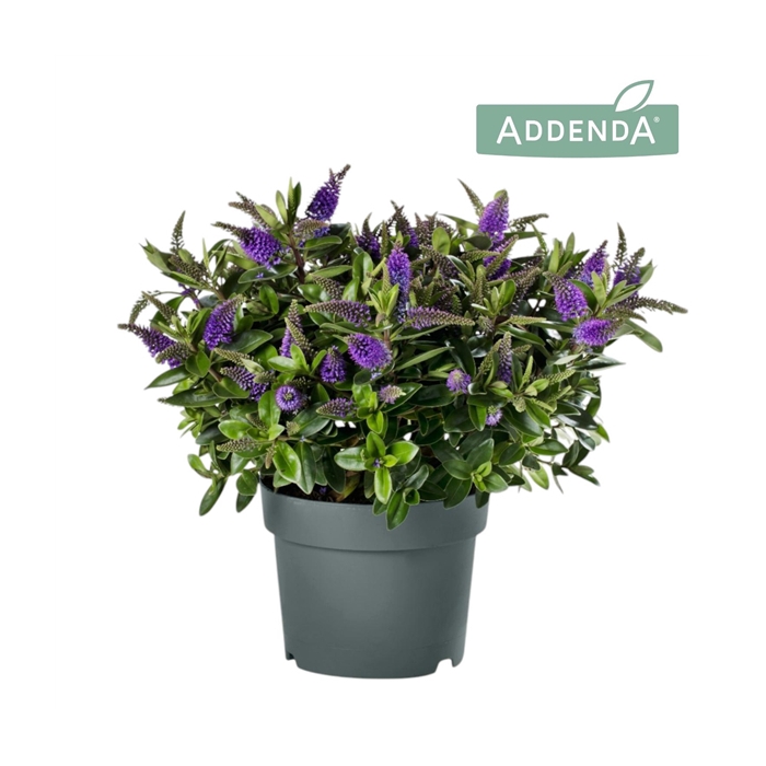 <h4>Hebe Addenda® Donna Anna P19</h4>