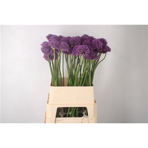 Allium Gladiator Extra