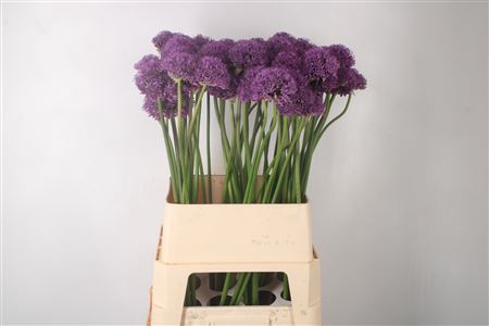 <h4>Allium Gladiator Extra</h4>