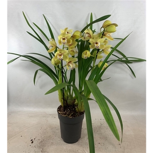 Cymbidium Anna 2-tak