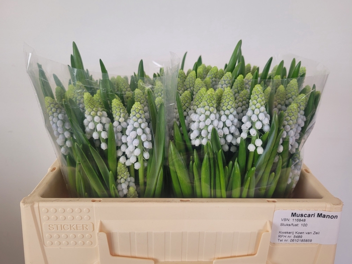 <h4>MUSCARI MANON</h4>