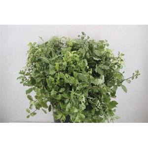 Pittosp Nevato Wit 150gr P Bunch