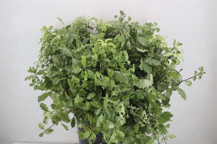 <h4>Pittosp Nevato Wit 150gr P Bunch</h4>