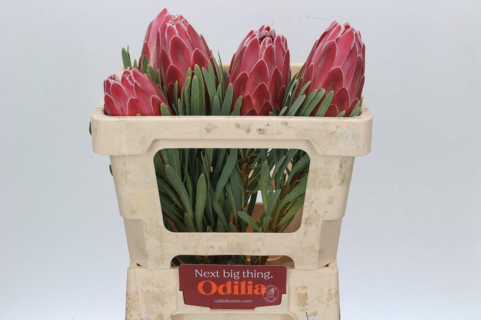 <h4>Protea Venus</h4>