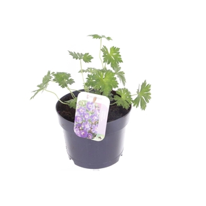 Geranium Rozanne