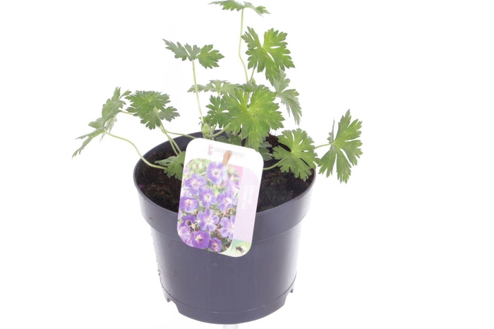 <h4>Geranium Rozanne</h4>